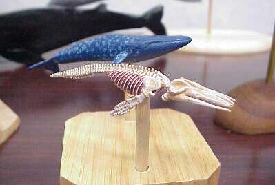 http://www.catv296.ne.jp/~whale/04kuziraten-takeuti-sirosukeruton.jpg