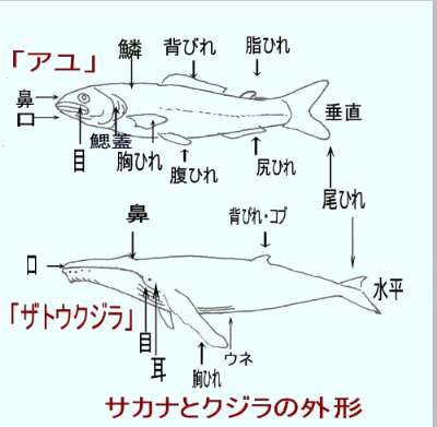 サカナとクジラの外形相違 魚とクジラが似ている部分 魚もクジラも水中を泳ぐ 流線型 の姿が似ています 魚もクジラ も 胸鰭 背鰭 尾鰭 があります 背鰭がないクジラもいます 魚もクジラも手や足 哺乳類の四ツ足 がありません