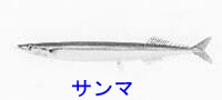 http://www.catv296.ne.jp/~whale/sanma.jpg