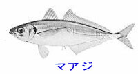 http://www.catv296.ne.jp/~whale/maazi.jpg