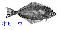 http://www.catv296.ne.jp/~whale/ohyou.jpg