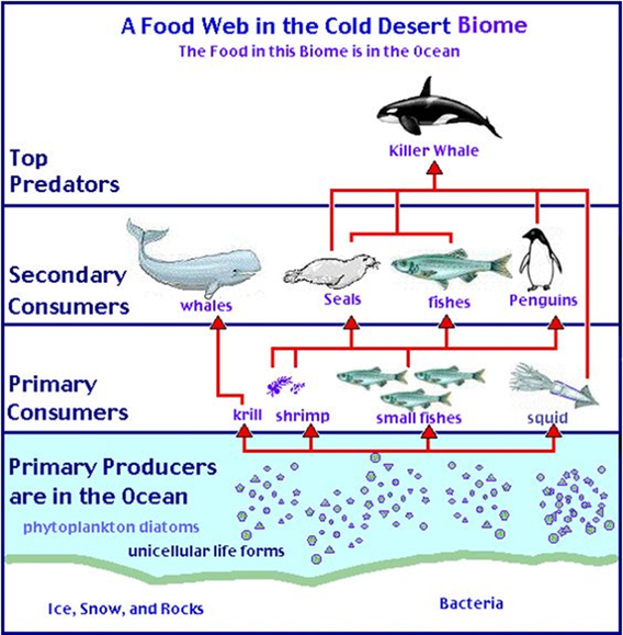 Antarctic (Cold Desert) Food Chain
