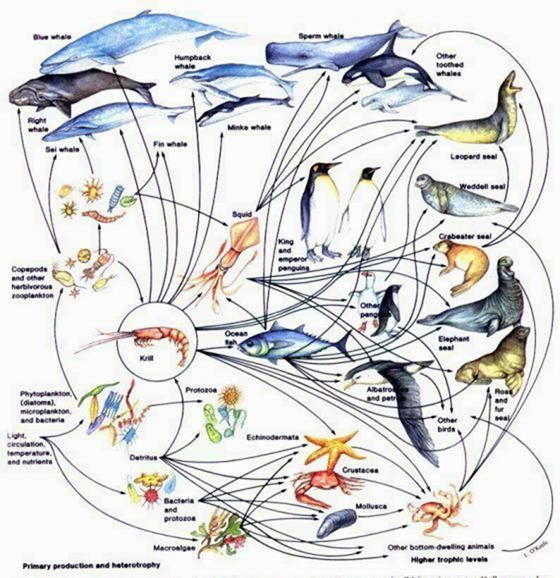 marine_foodwebs