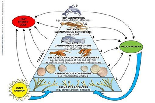 INFO SHEET - Marine food webs –   Food webs illustrate the networks of feeding relationships between organisms that live in a particular area. All food webs are made up of producers, consumers and decomposers.
