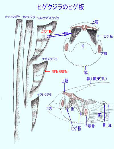 http://www.geocities.co.jp/NatureLand-Sky/3011/kuzirahige1.jpg