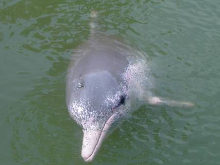 https://upload.wikimedia.org/wikipedia/commons/5/55/Pink_Dolphin.JPG