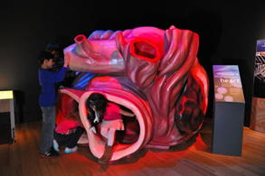 Blue whale heart